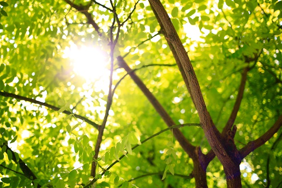 Sunlight through trees