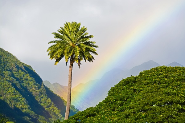 Rainbow and palm tree