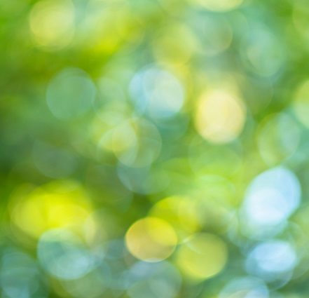 Blurred image of trees and sunlight