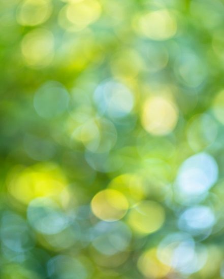 Blurred image of trees and sunlight